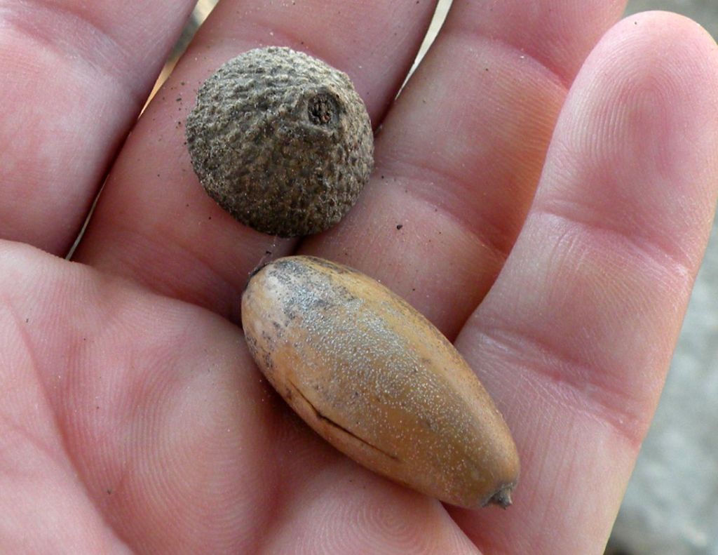 La quercia di Olimpia